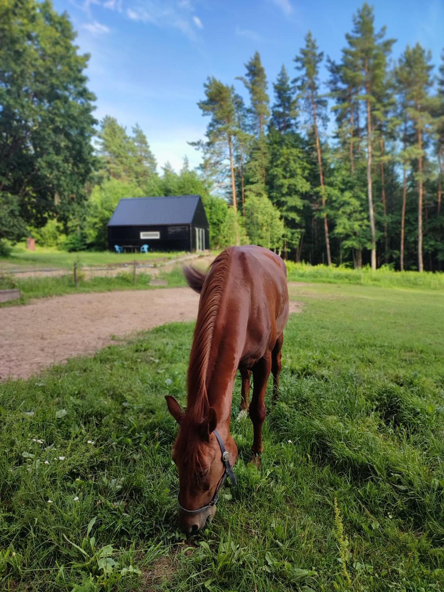 Modern Sauna Cabin In Horse Ranch Liyeplauke Buitenkant foto